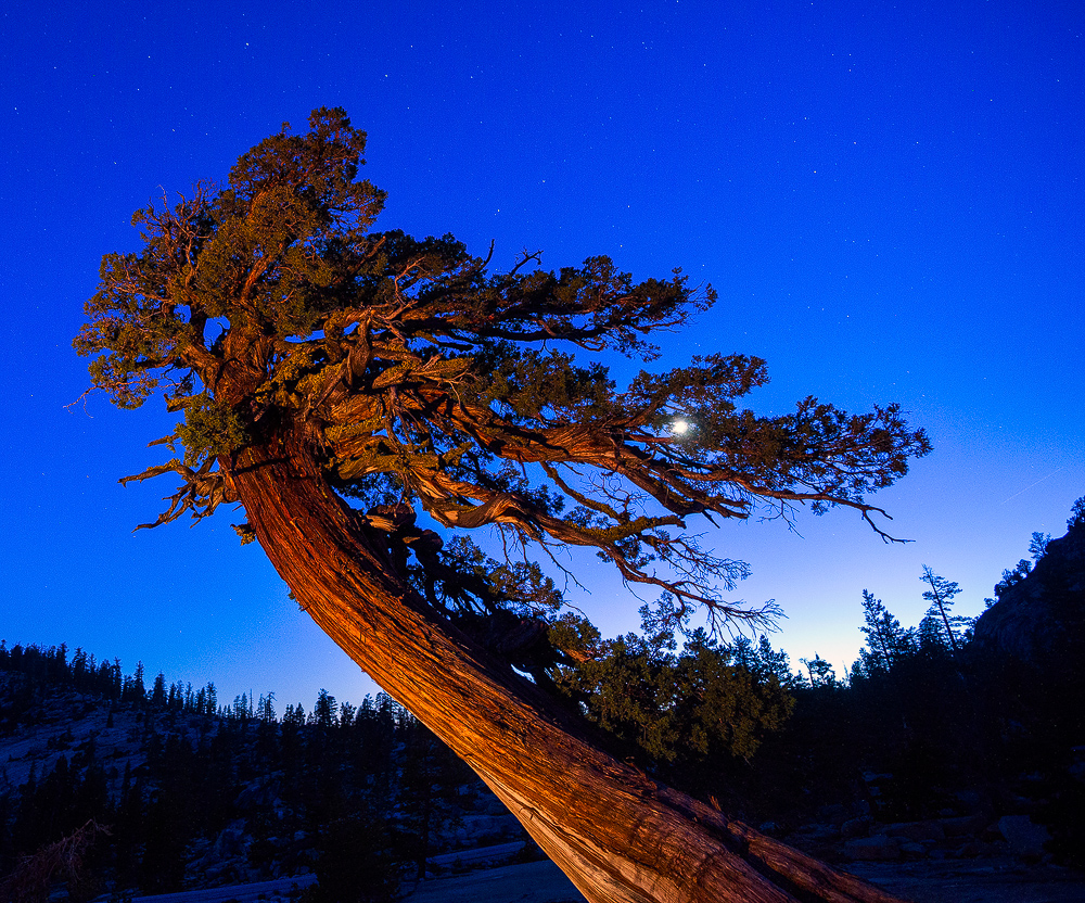 moon juniper tree.jpg