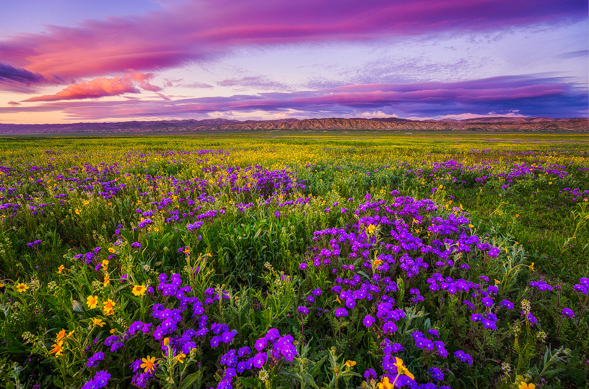 Wildflower sunset.jpg