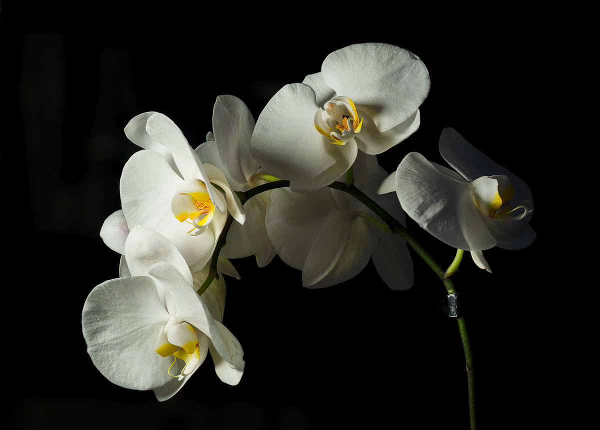 orchid low key.jpg