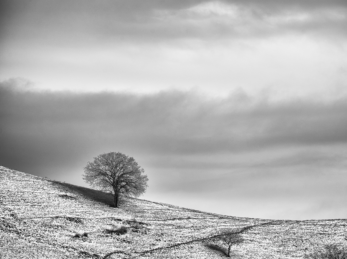 snowy oak tree.jpg