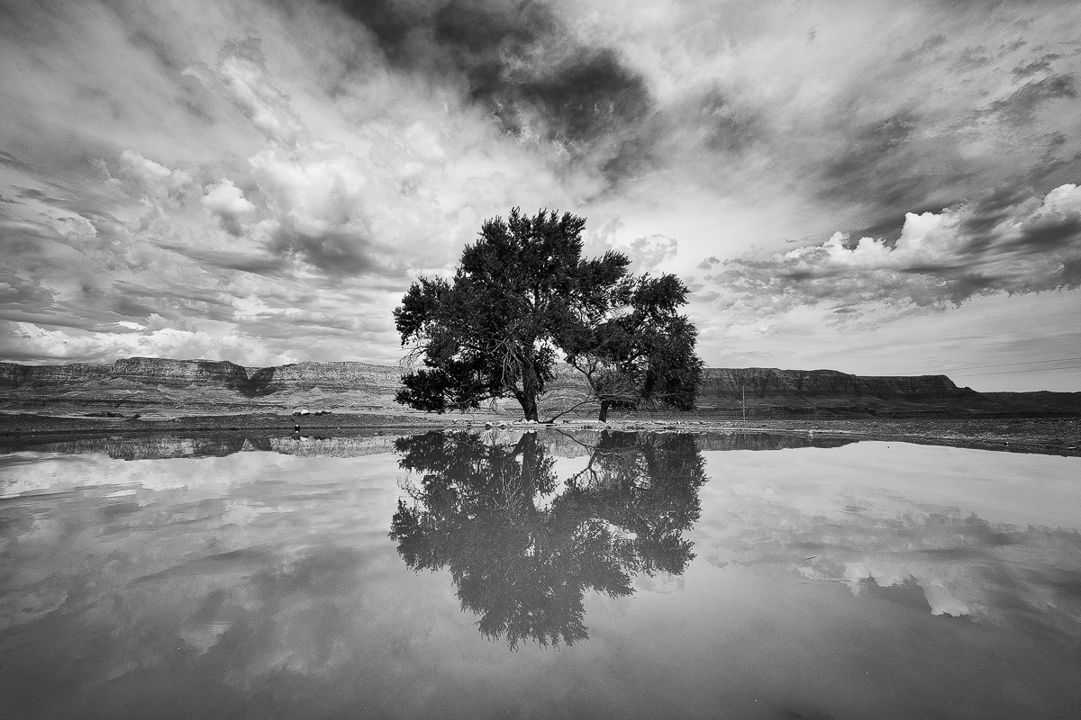 Lone Tree Reflection.jpg