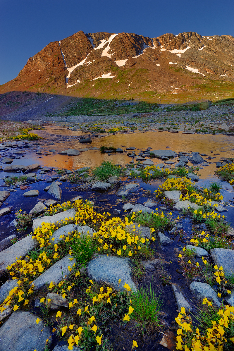 alpineflower.jpg