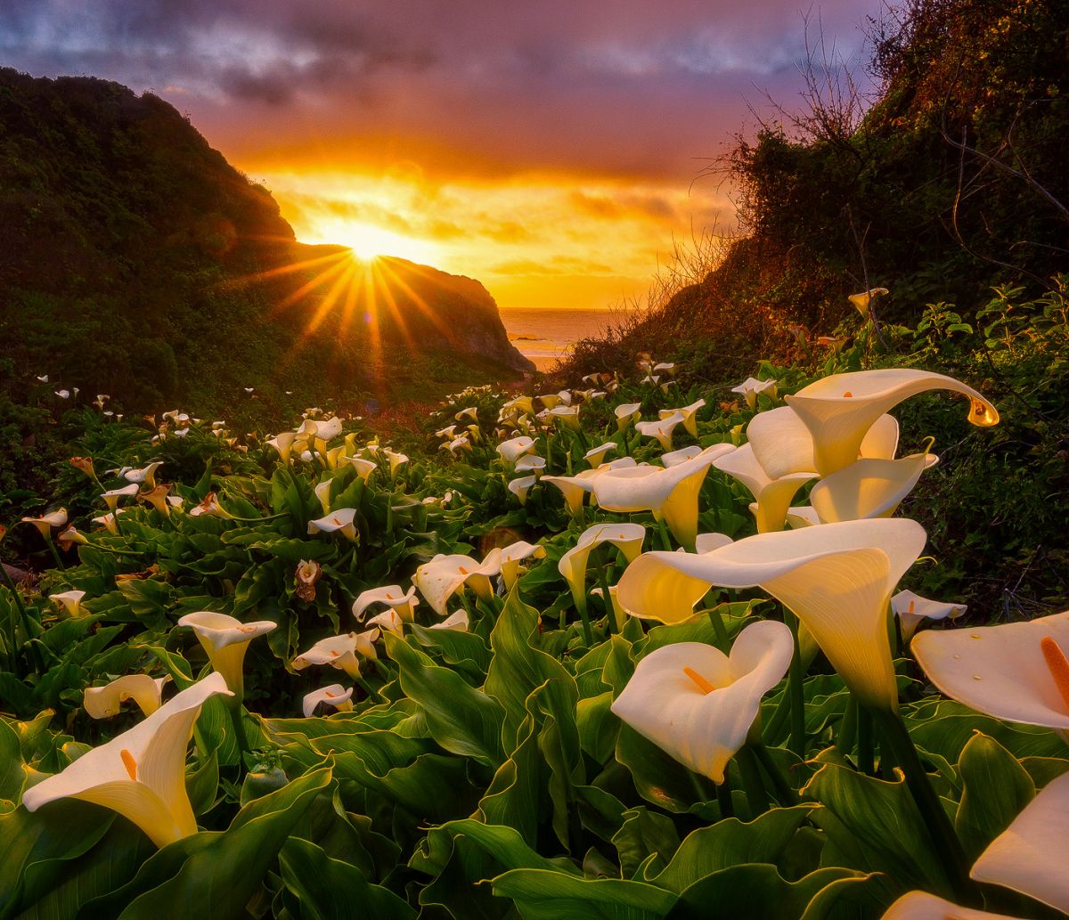 cala lily sunset.jpg