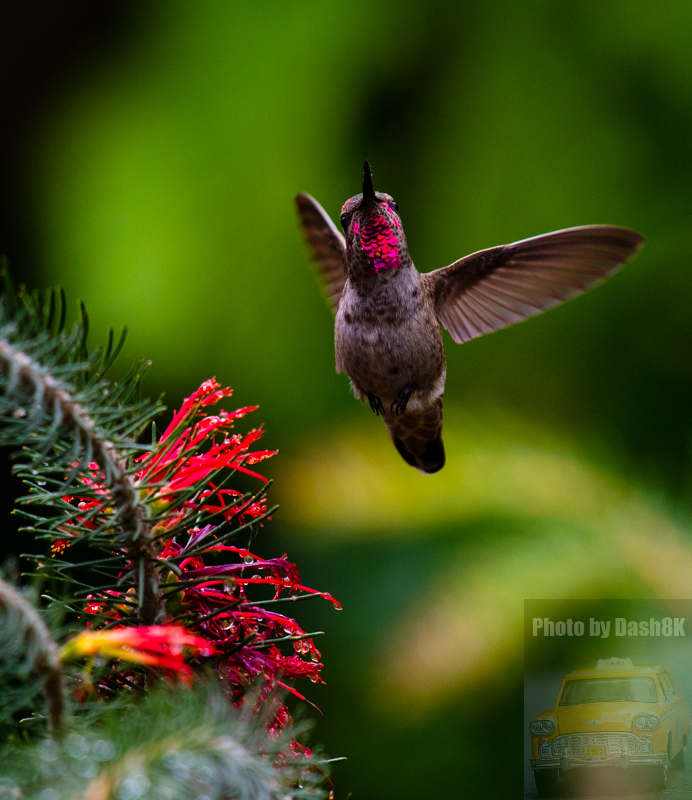 Hummingbird May 2022-0-1.jpg