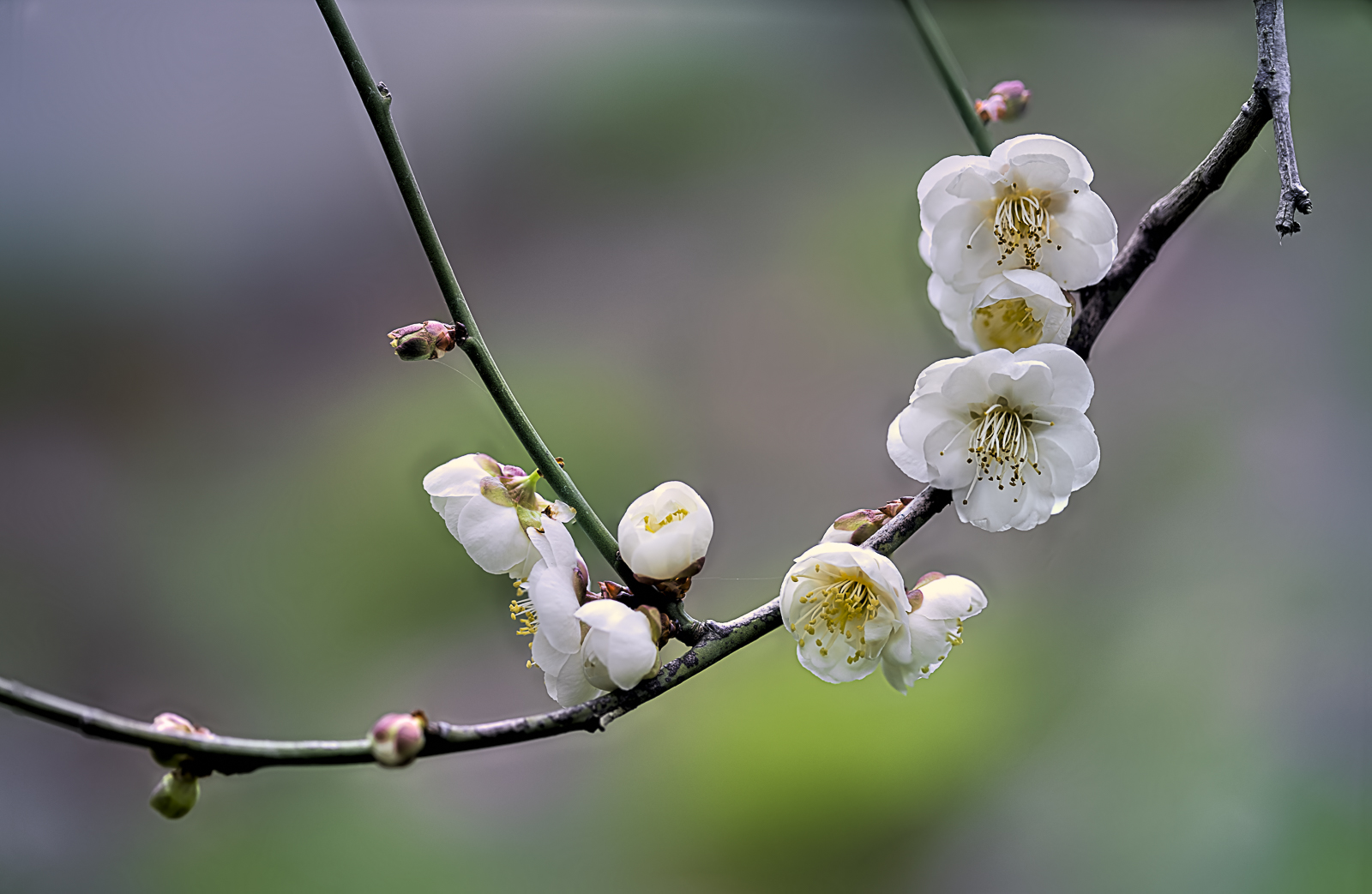 Schabarum Plum Blossom-January 18, 2022-0009-69-Edit.jpg