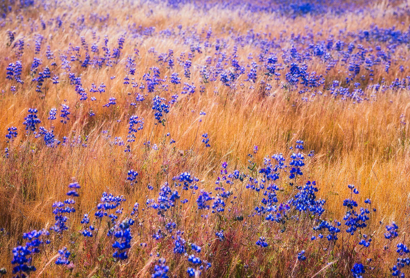 bluebonnet grass.jpg