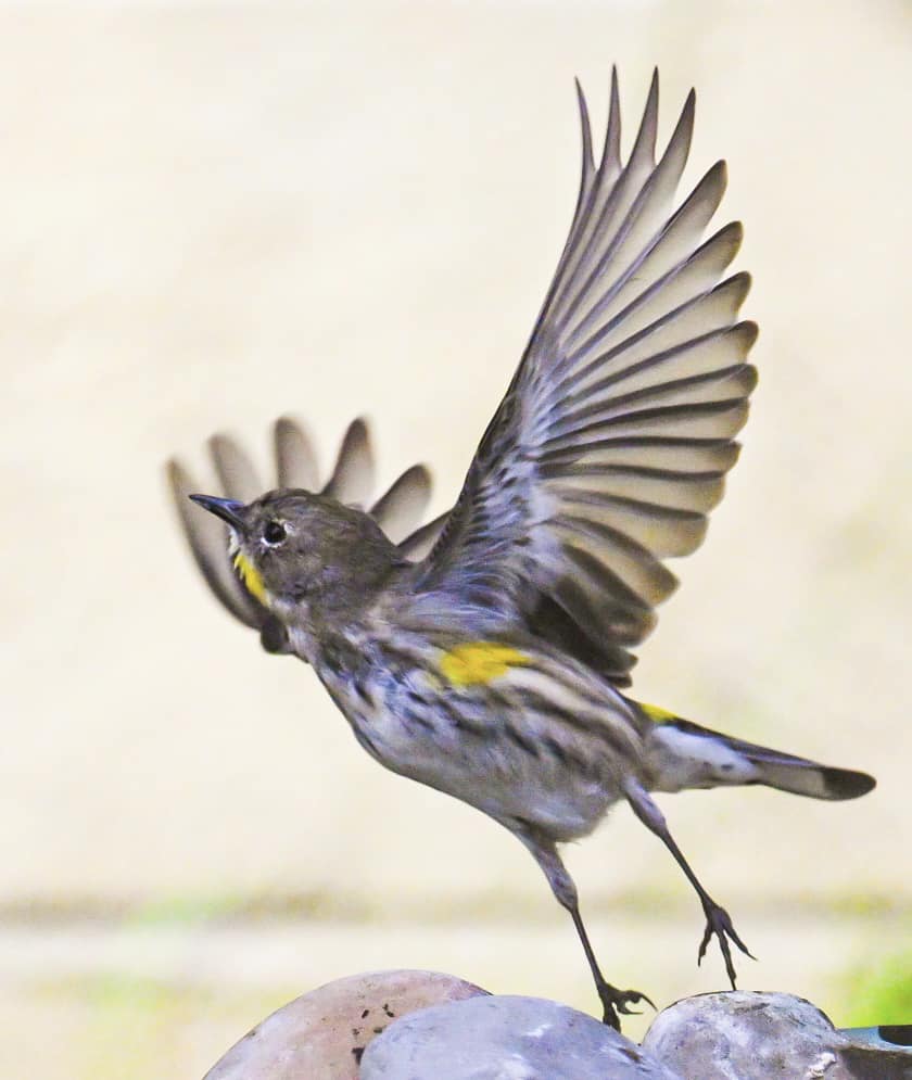 yellow rumped warbler after a drink.jpg