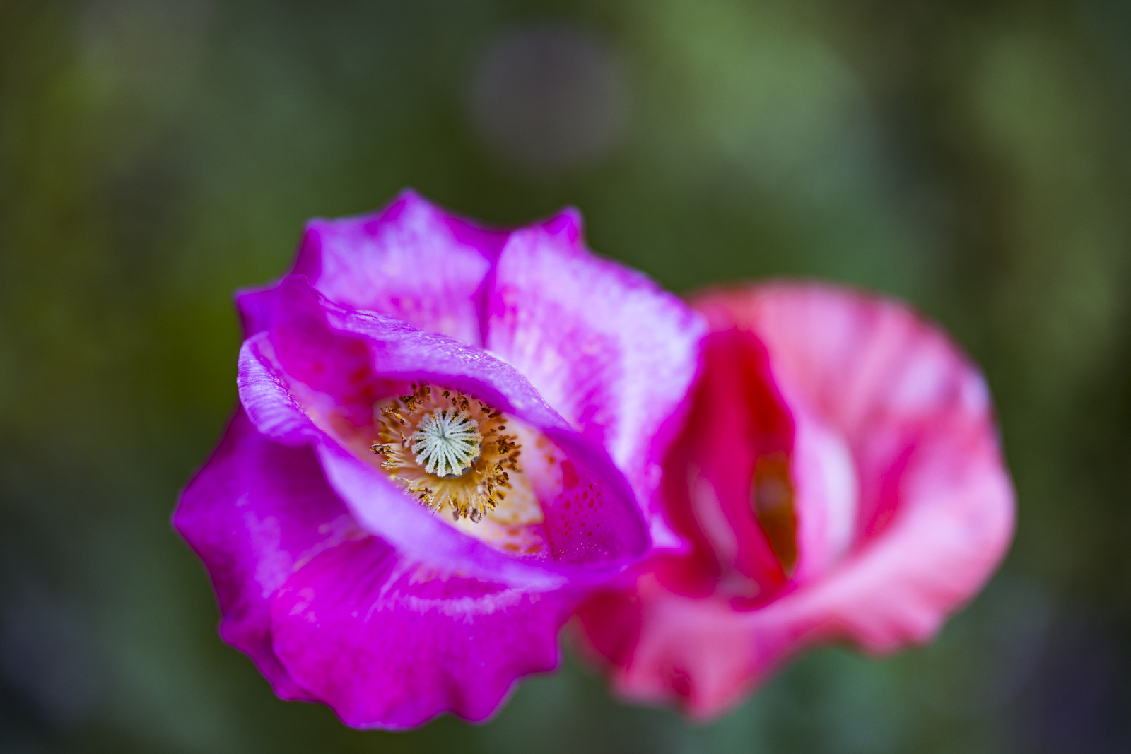 양귀비opium-poppy (5).jpg