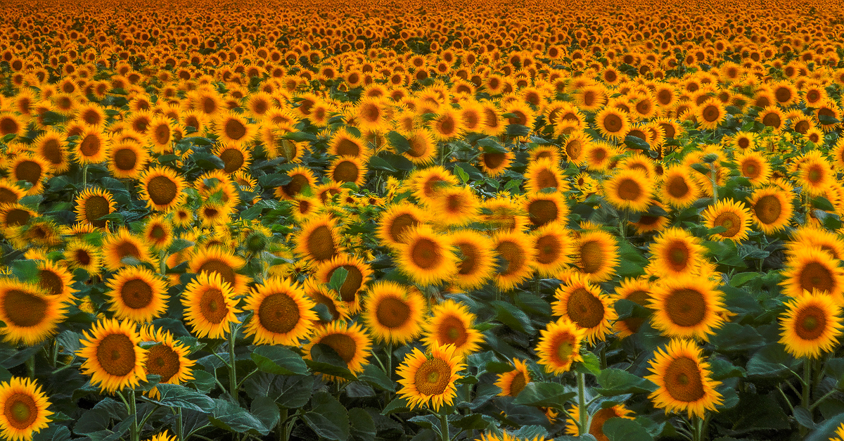 sunflower sunset.jpg