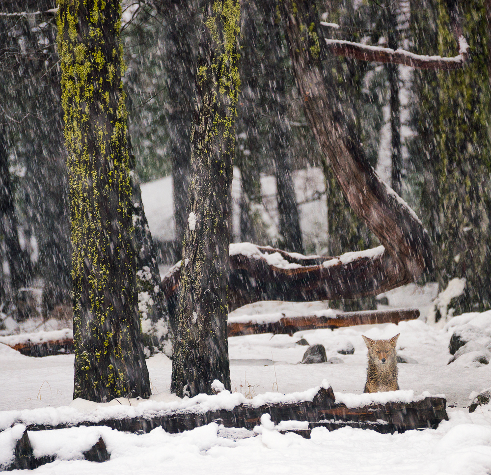 snow coyote.jpg