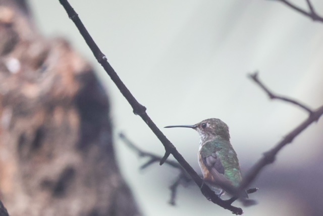 hummingbird 1.JPG