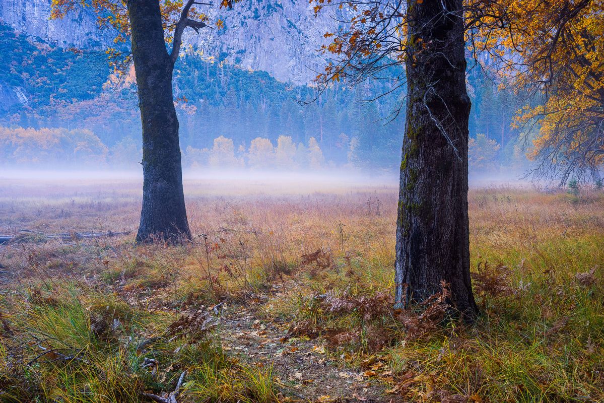 misty meadow 3.jpg