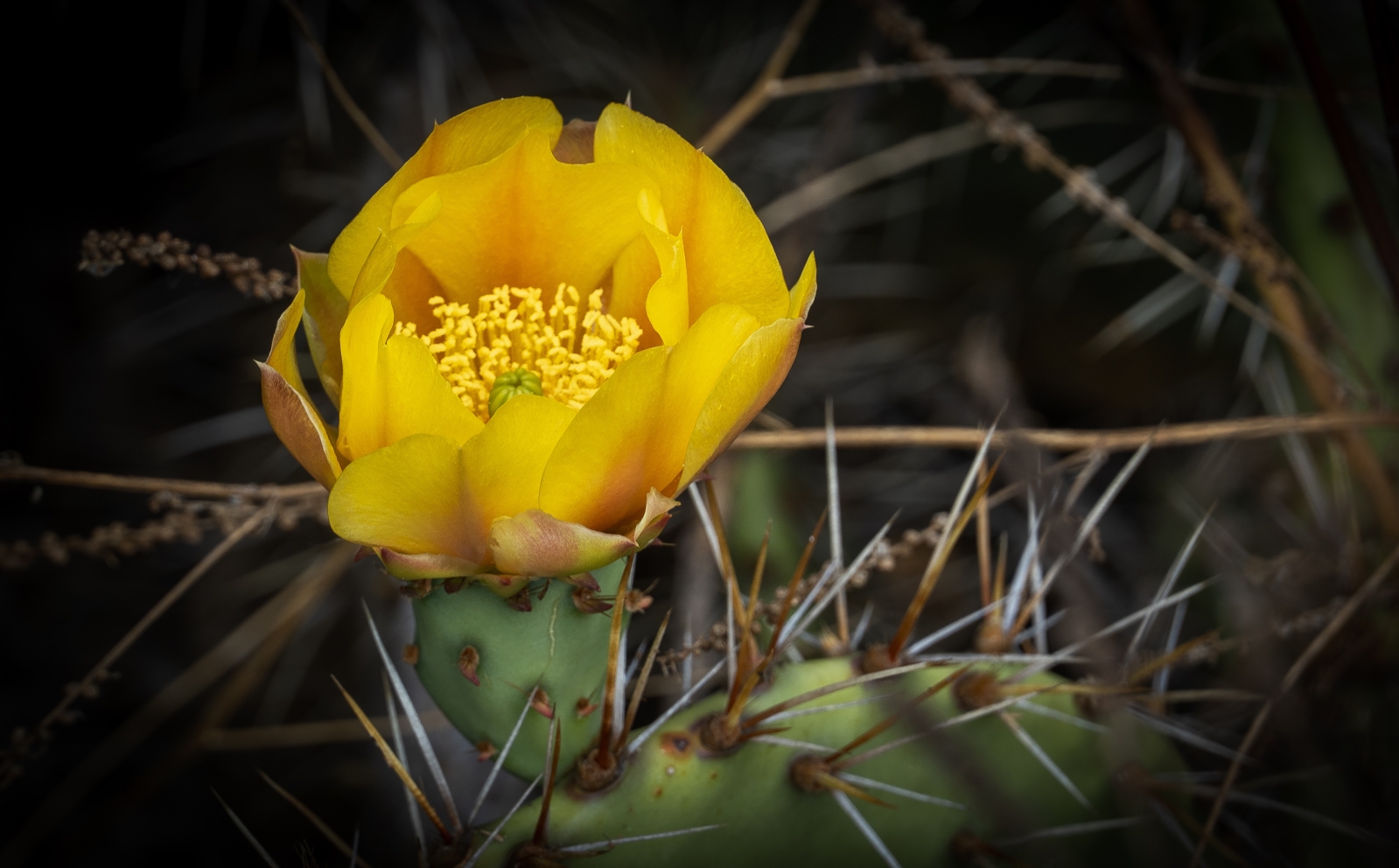 Cactus Flower - small.jpg