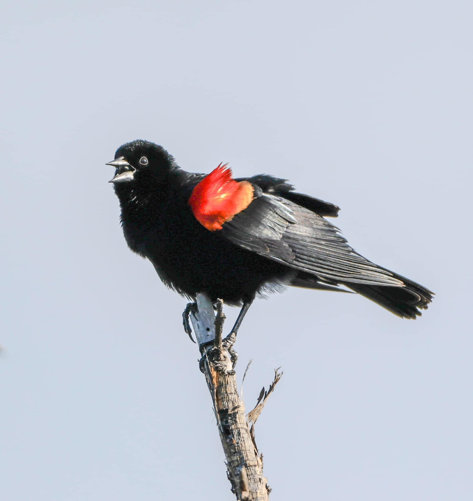 blackbird sing.jpg
