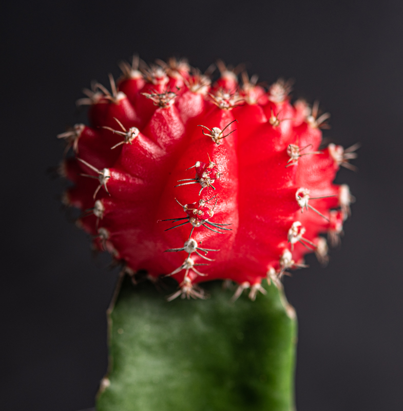 Grafted Cactus.jpg