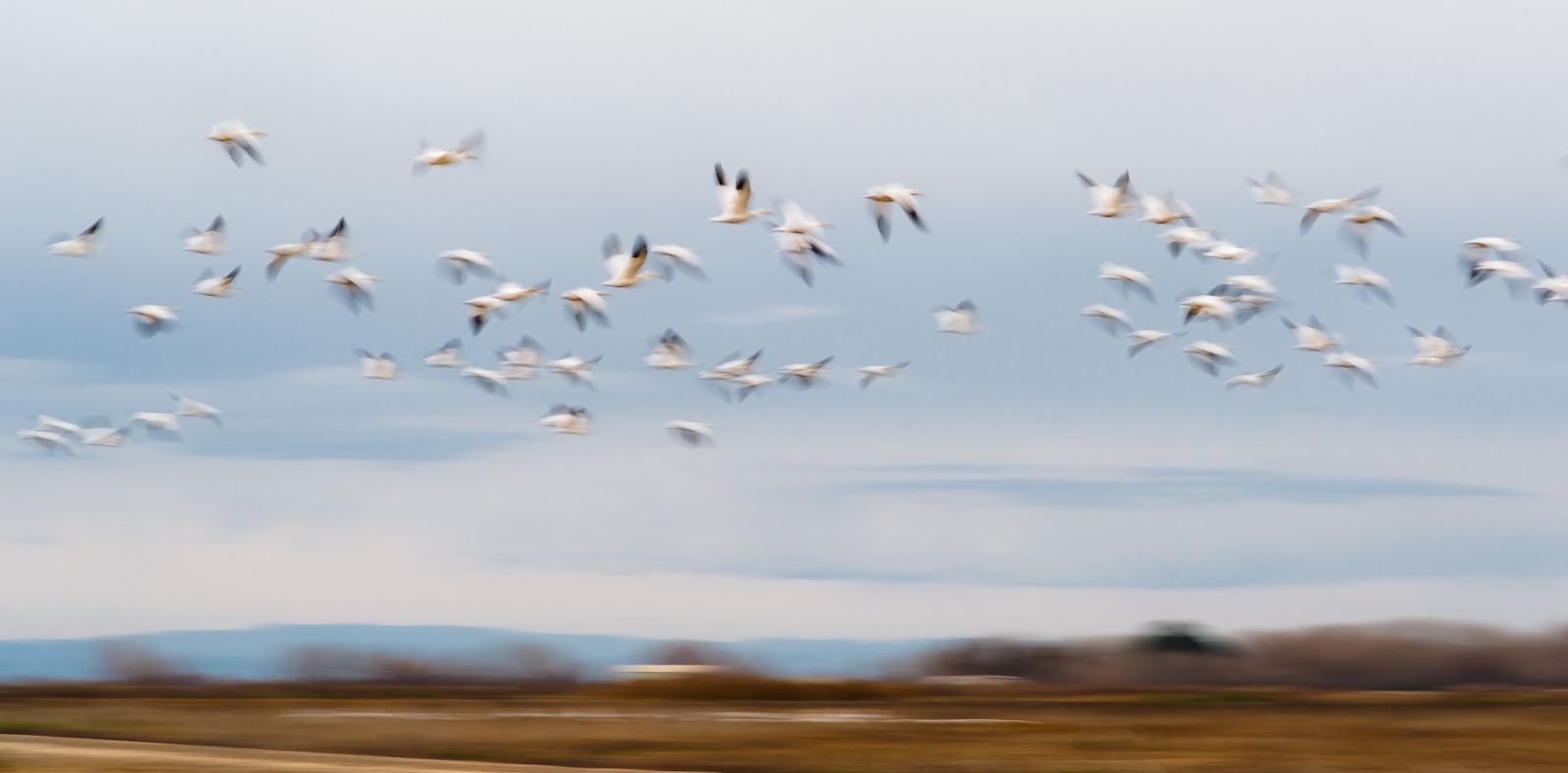 Geese Flight_ (1).jpg