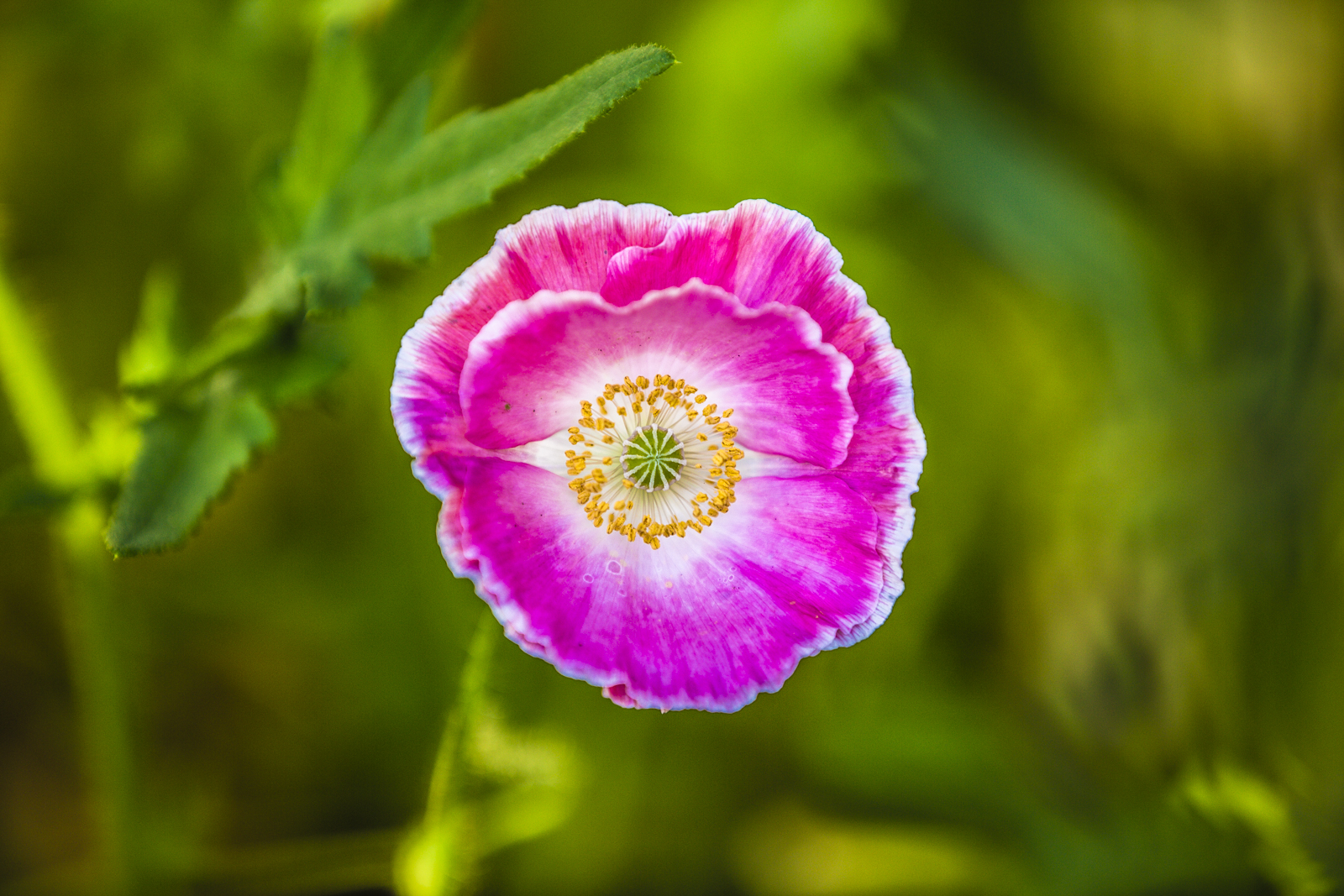 양귀비opium-poppy (2).jpg