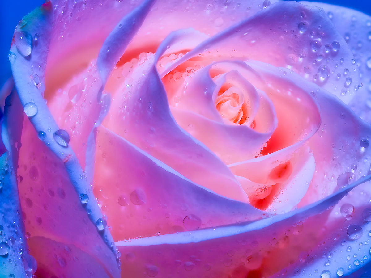 pink rose.jpg