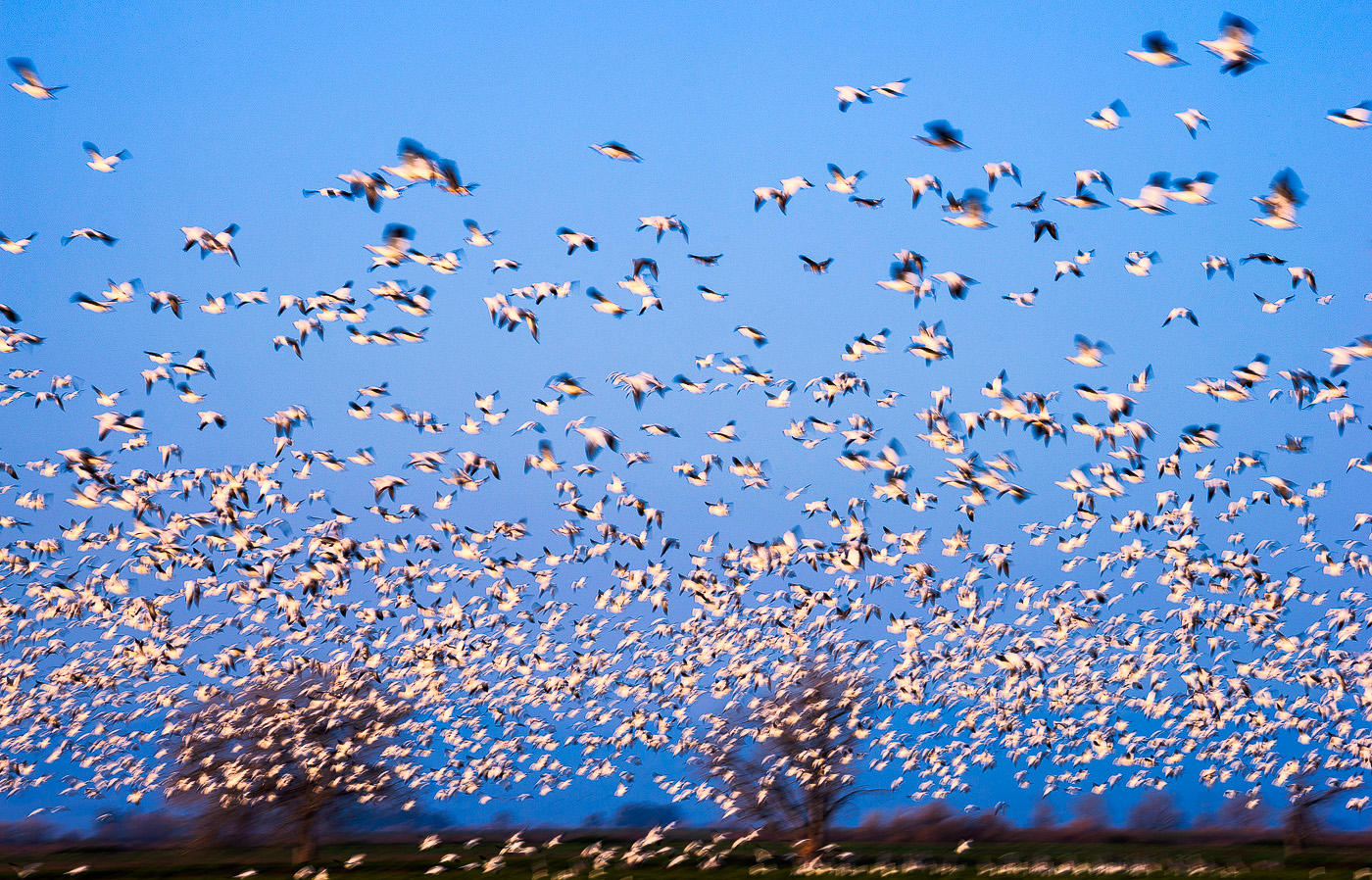 ross geese flight.jpg