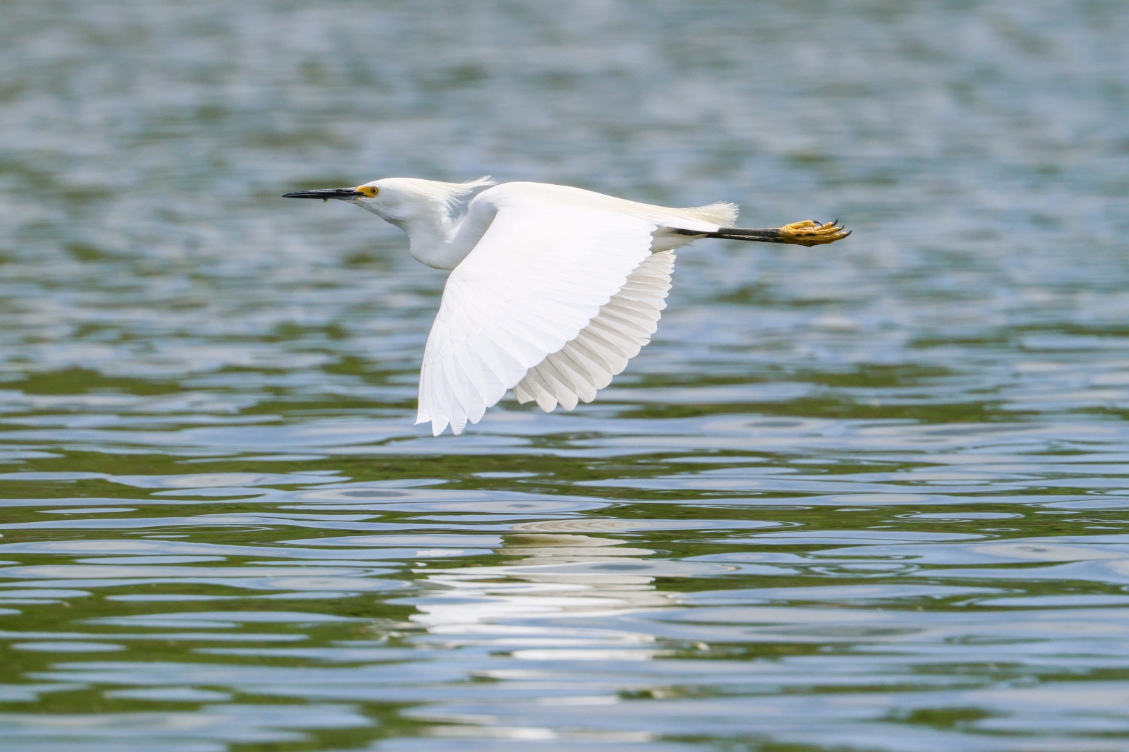 Great Egret in flight.JPG