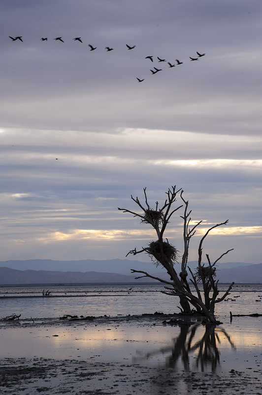 Salton Sea.jpg
