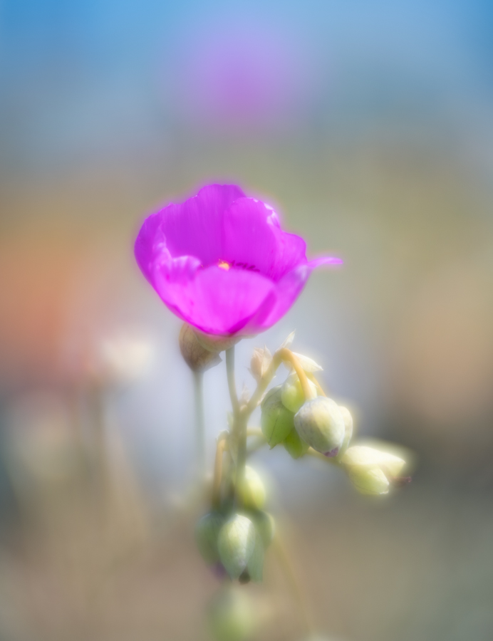 DSC02338-Edit.jpg