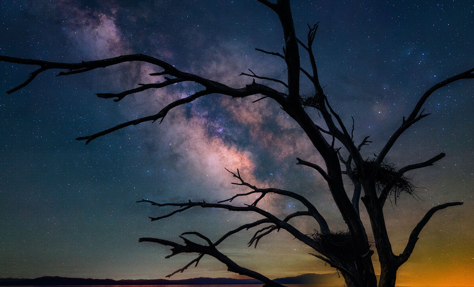 tree 1.jpg
