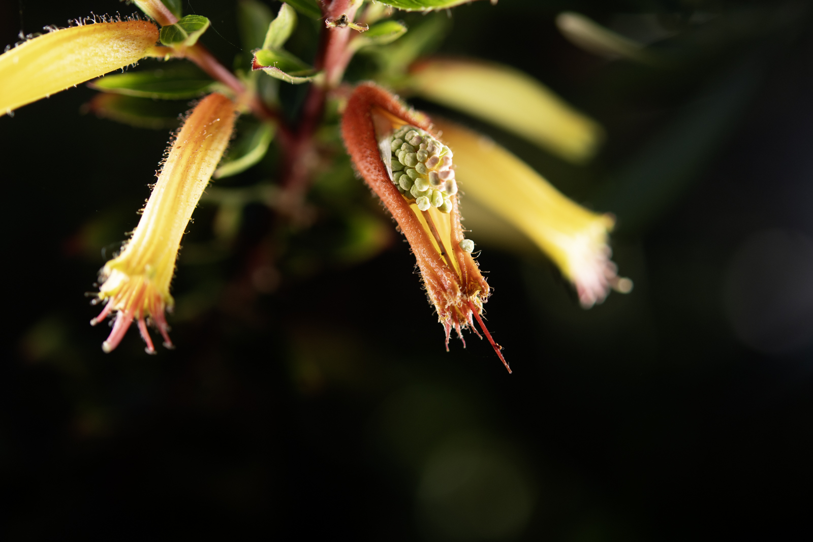 DSC_4353.jpg