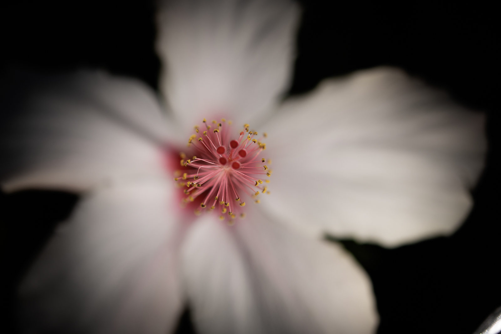 DSC_4354.jpg
