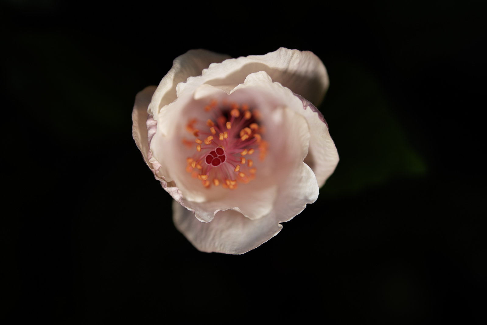 DSC_4356.jpg