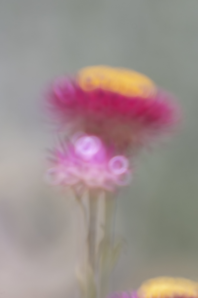 DSC_2709.jpg