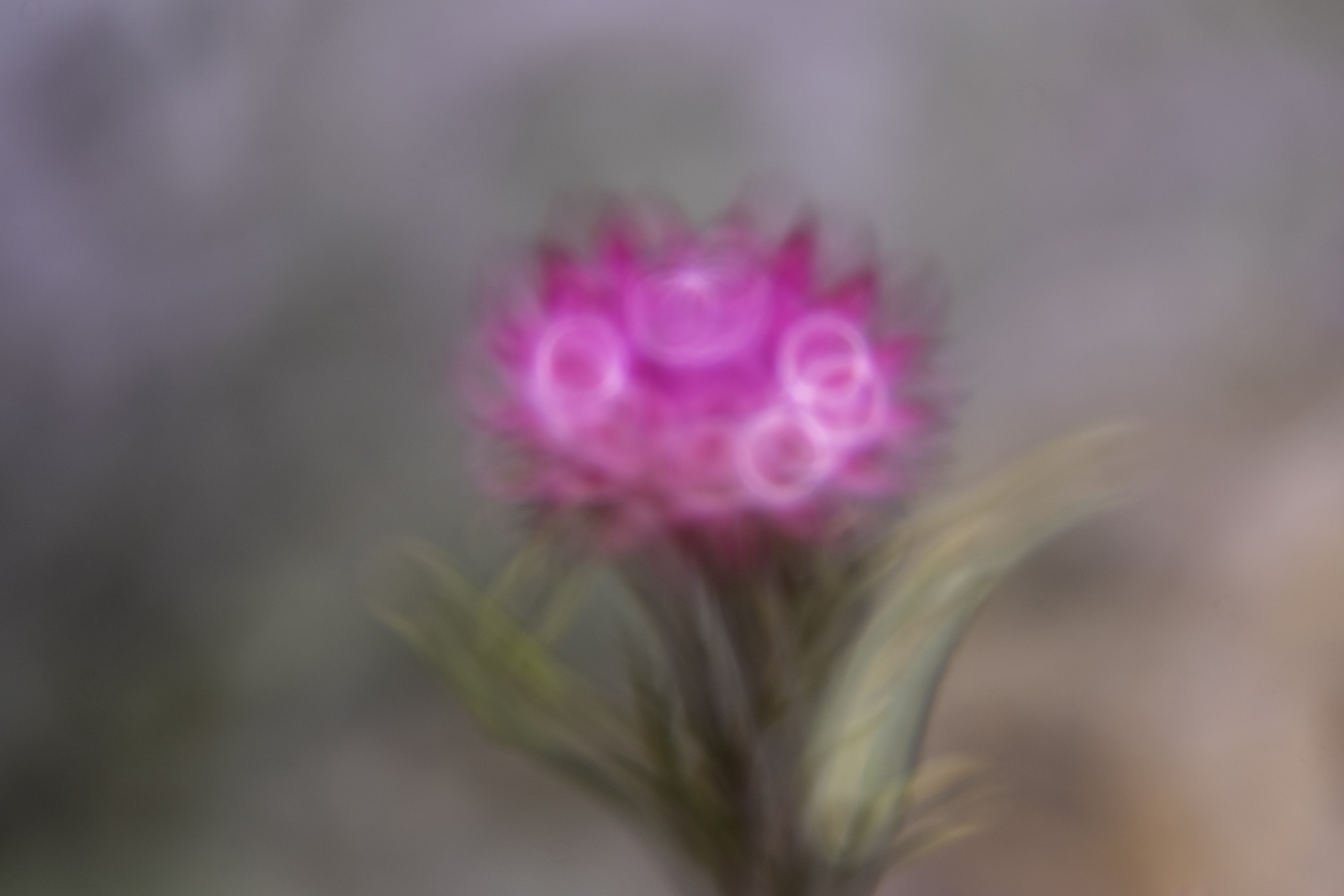 DSC_2718.jpg