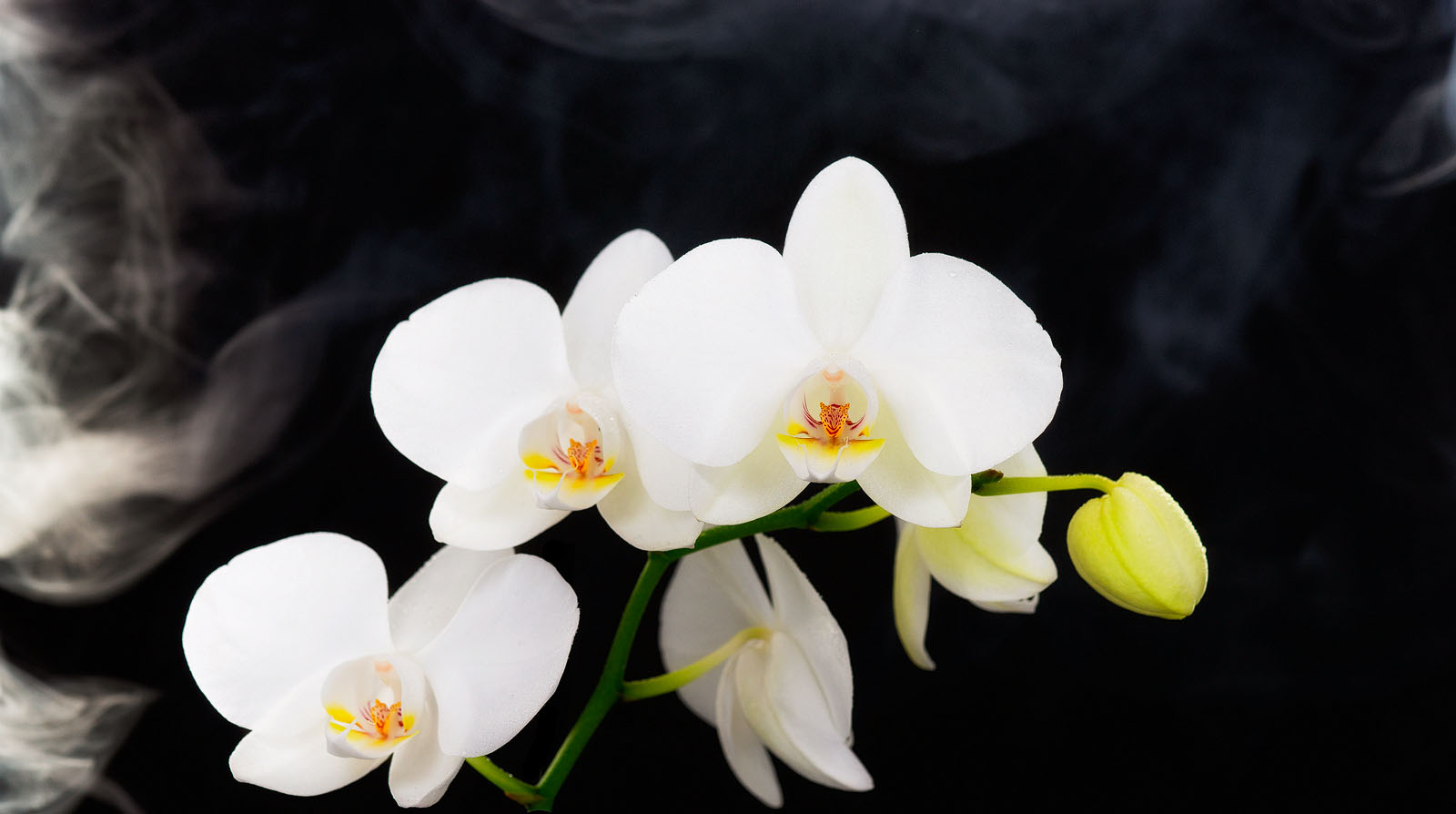 orchid_.jpg