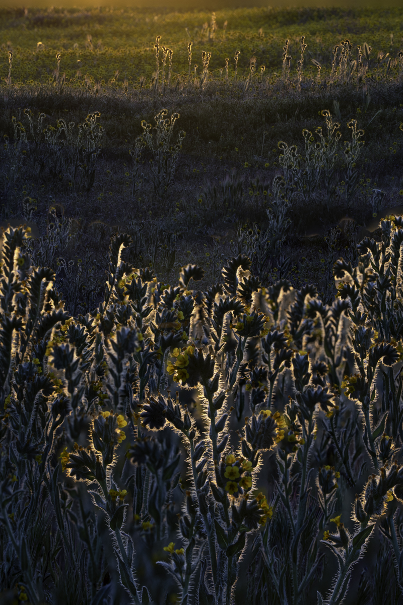 S7505837-Edit2.jpg