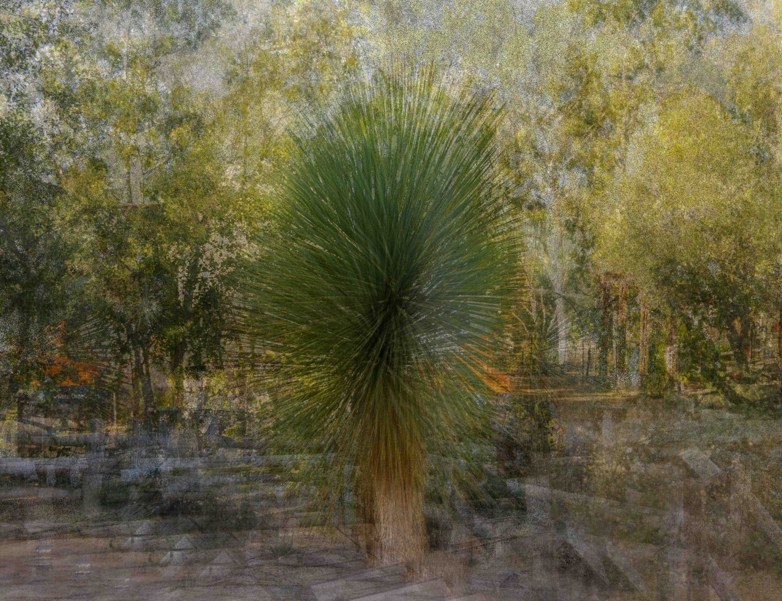 Tree - Pep - Lake Forest - small.jpg