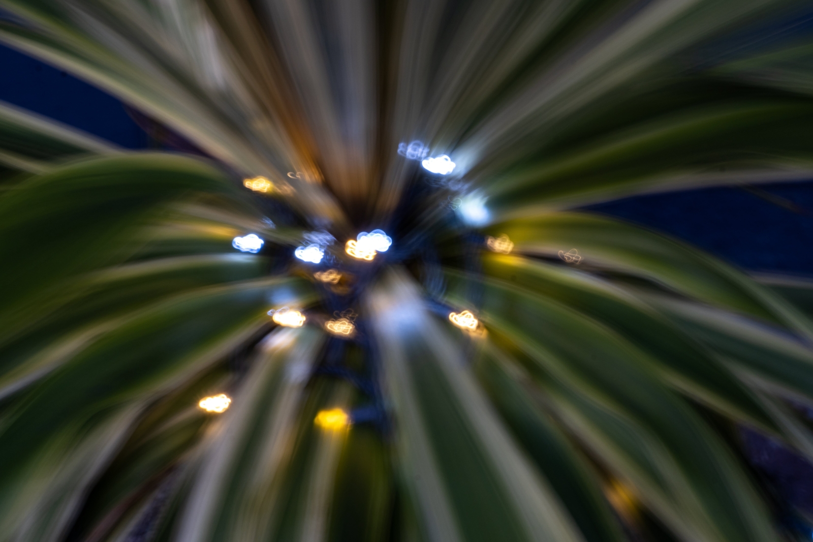 Lighted Plant - Dana Point - small.jpg