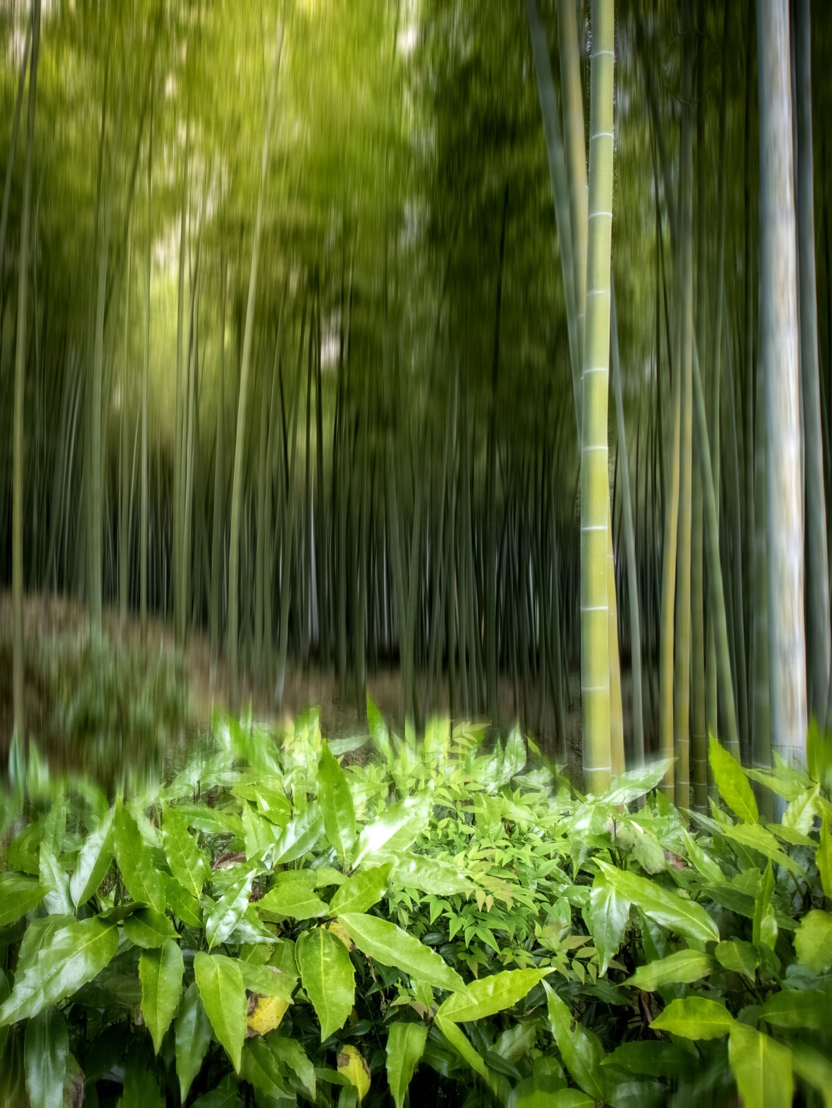 kyoto5.JPG
