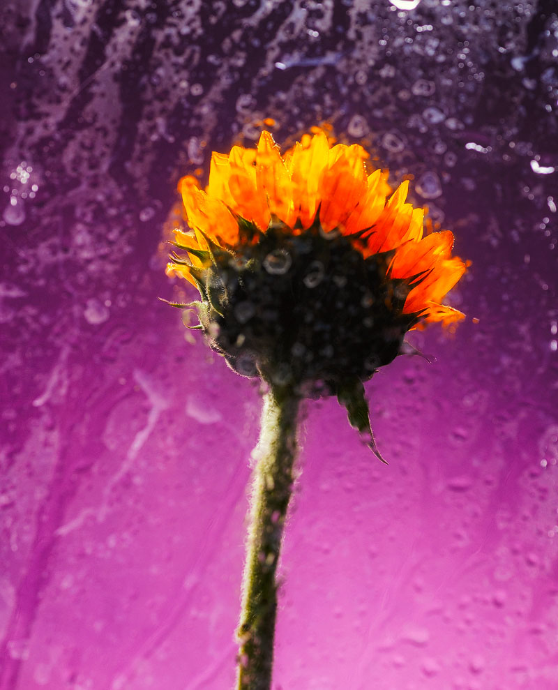 sunflower1.jpg