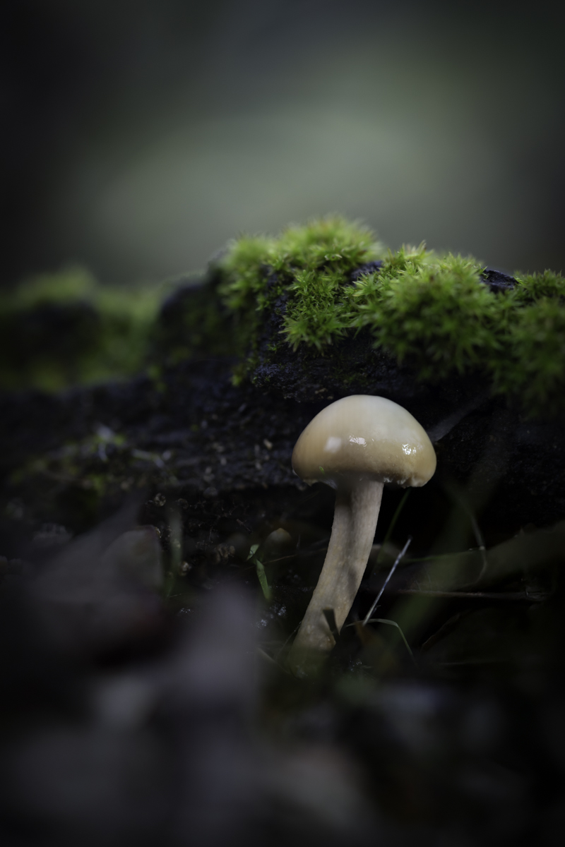 S7501554-Edit3.jpg