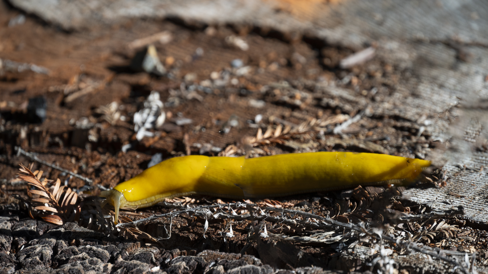Banana Slug.jpg