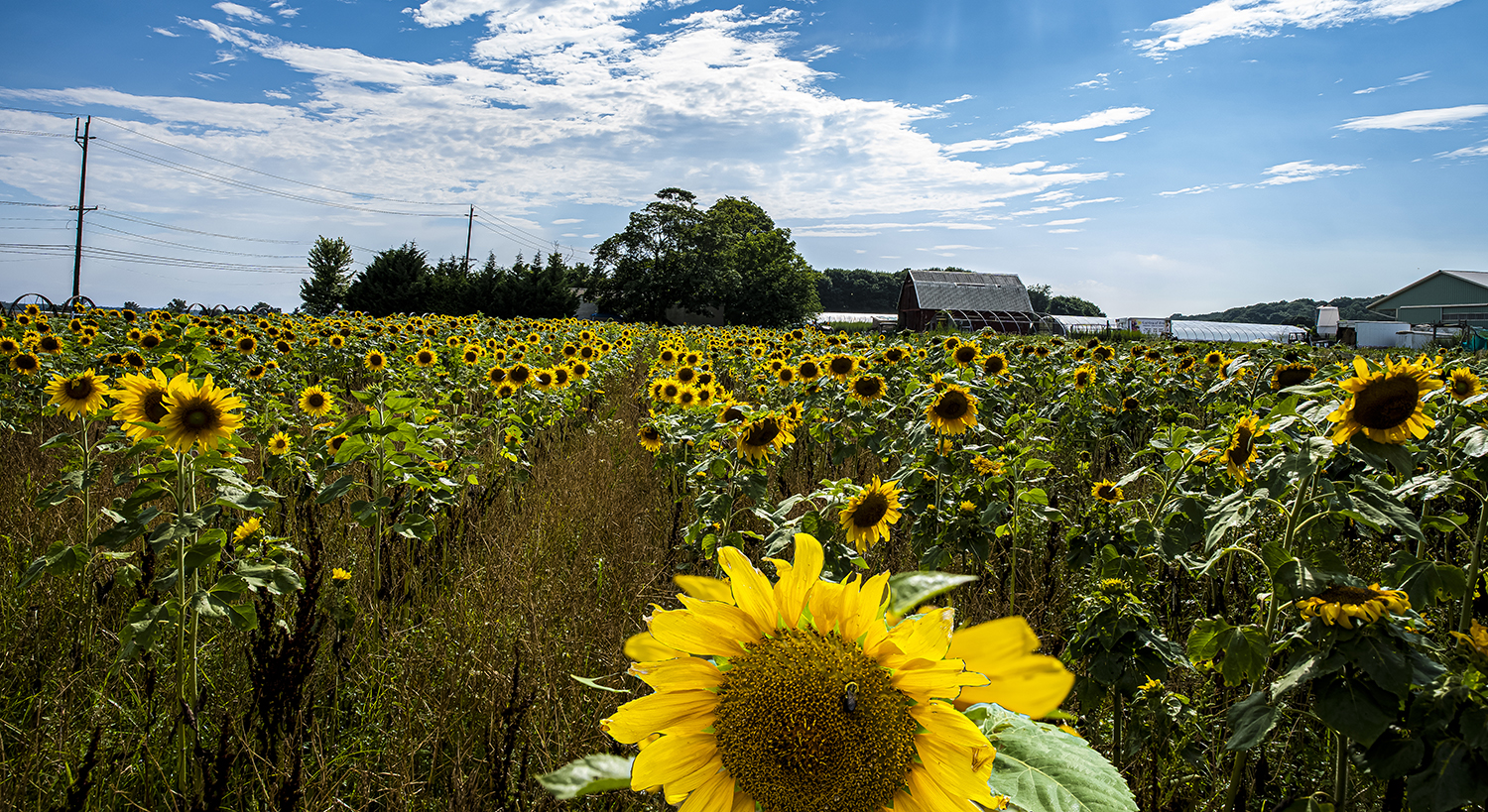 Sunflower W.jpg