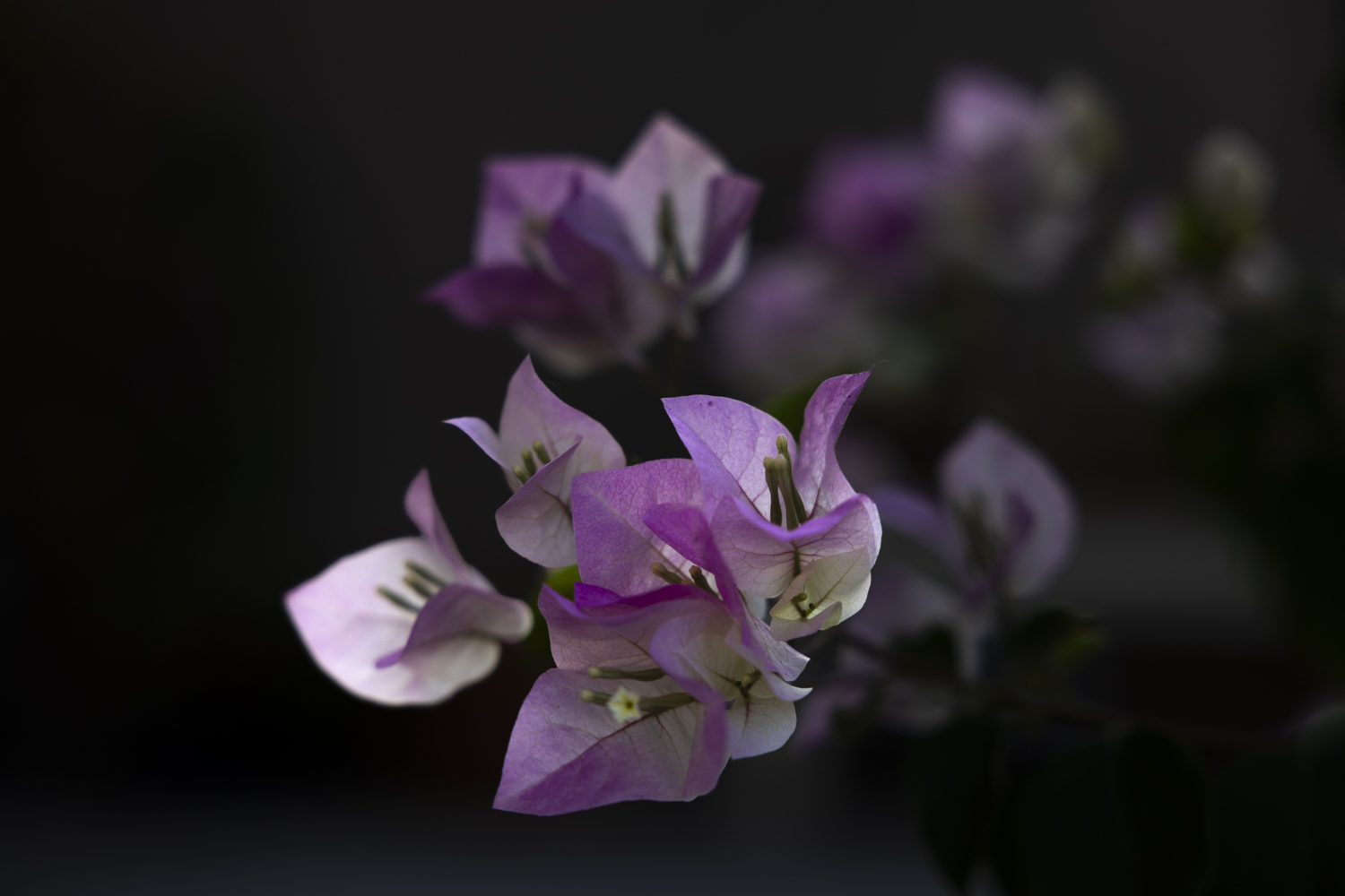 AU0A8648.jpg