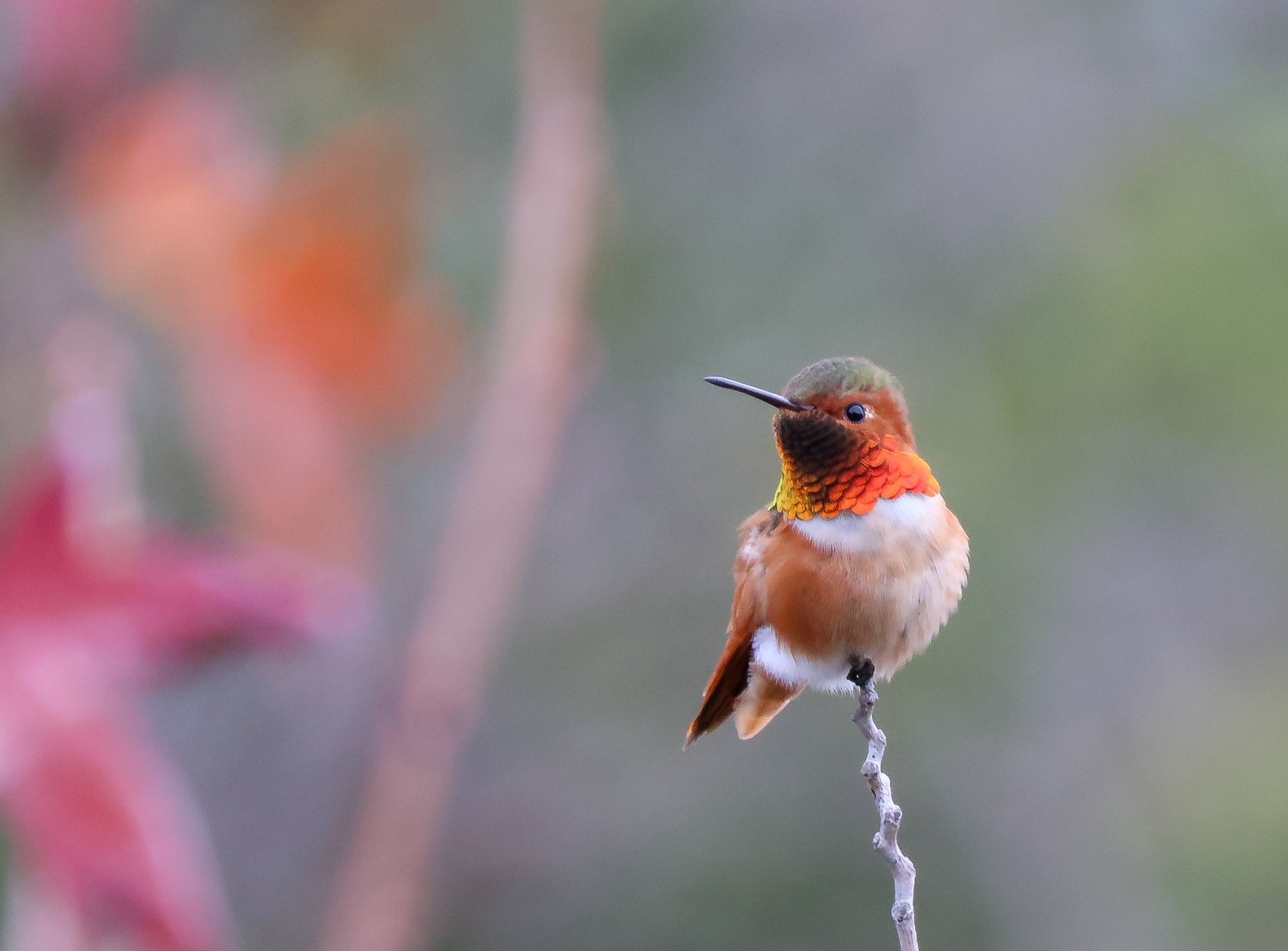 자연 겔러리 - SajinLove.com - Rufous Hummingbird posing for me on on a ...